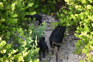 Schweine in der Casamance, Senegal!